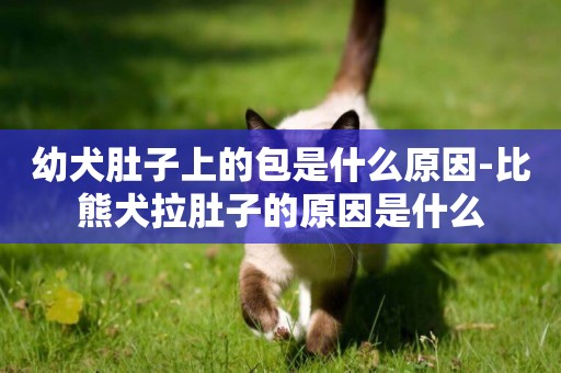 幼犬肚子上的包是什么原因-比熊犬拉肚子的原因是什么